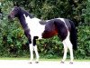 stallion Samenco I B (Pinto / Hunter, 1988, from Samber)