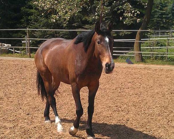 horse Maya (German Warmblood, 2003, from Mahal)