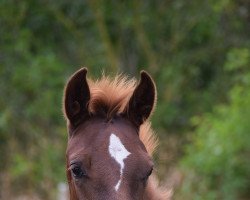 Dressurpferd Fredens New Dawn (Deutsches Reitpony, 2022, von FS New Chance)