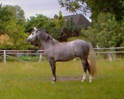 stallion Stanly RW (Hanoverian, 2007, from Stakkato)