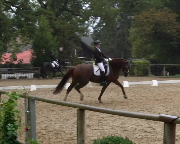 Reitturnier Diessen 2022