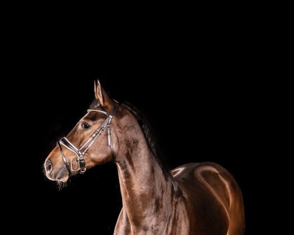 jumper Sometimes Special (Hanoverian, 2017, from Stolzenberg)