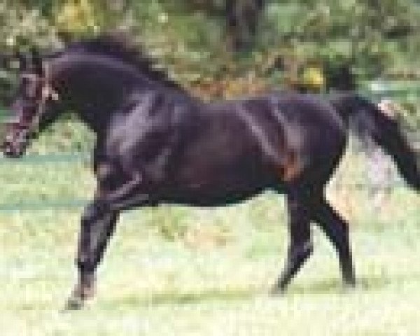 stallion Dictator's Song xx (Thoroughbred, 1987, from Seattle Song xx)