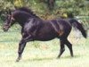 stallion Dictator's Song xx (Thoroughbred, 1987, from Seattle Song xx)