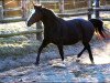 broodmare Gastella (Mecklenburg, 1990, from Gaston)