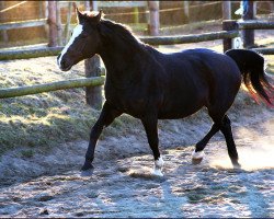 broodmare Gastella (Mecklenburg, 1990, from Gaston 1460)