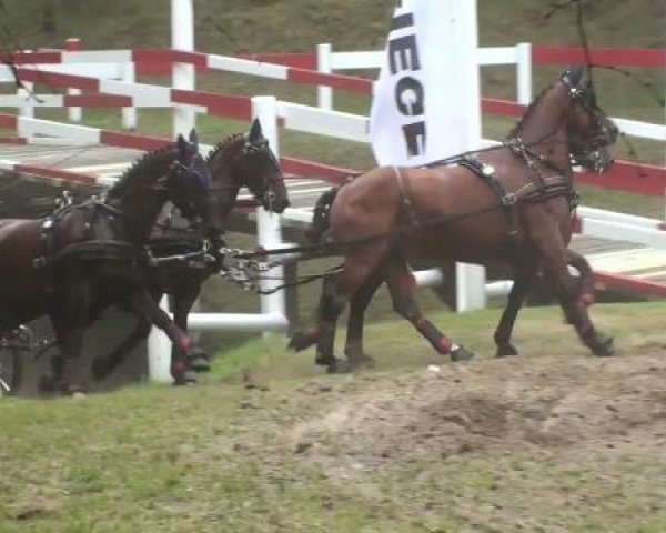 horse Zandgraaf (KWPN (Royal Dutch Sporthorse), 2004, from Selleen)