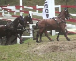 horse Zandgraaf (KWPN (Royal Dutch Sporthorse), 2004, from Selleen)