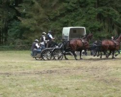 Pferd Endro (Sächs.-Thür. Schweres Warmbl., 2005, von Erlwein)