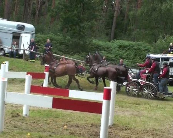 Pferd Espry 4 (Schweres Warmblut, 2002, von Esprit)