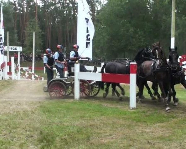 Springpferd Zero (KWPN (Niederländisches Warmblut), 2004)