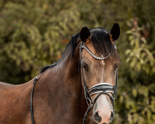 dressage horse Der dunkle Diamant (German Riding Pony, 2018, from Diamond Touch NRW)