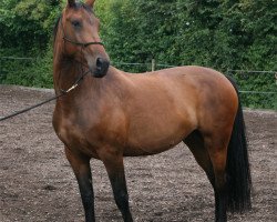 broodmare Sonja (Alt Wuerttemberg, 2002, from Soran)