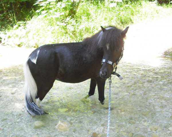 Pferd Hexe (Shetland Pony, 2009)