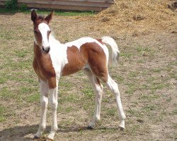 Pferd Eyla (Pinto/Kleines Reitpferd, 2011, von El Kayr)