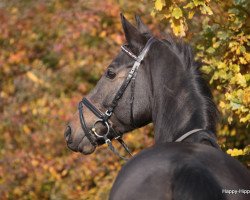 dressage horse Richard Burton 2 (Oldenburg, 2000, from Rosier)