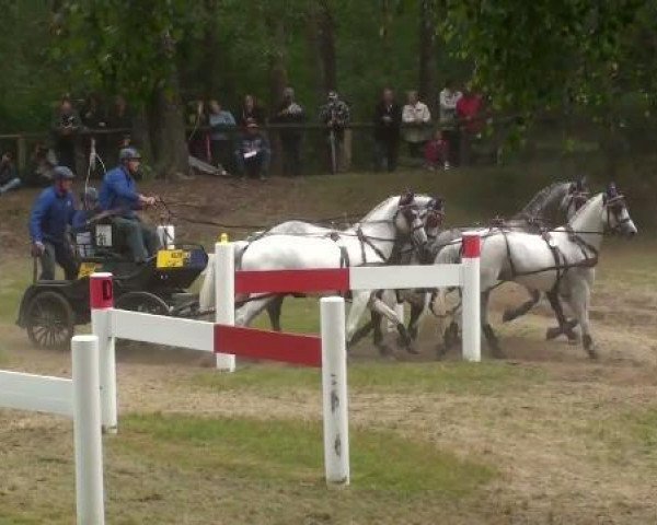 Pferd Hugo 53 (KWPN (Niederländisches Warmblut), 1996, von Habsburg)