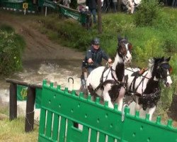 horse Olaf 60 (KWPN (Royal Dutch Sporthorse), 1996, from Samber)