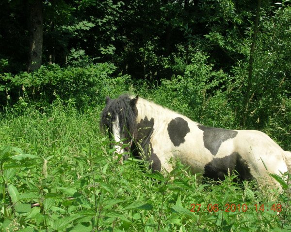 Pferd Sir Cedric (Tinker / Irish Cob / Gypsy Vanner, 2006)