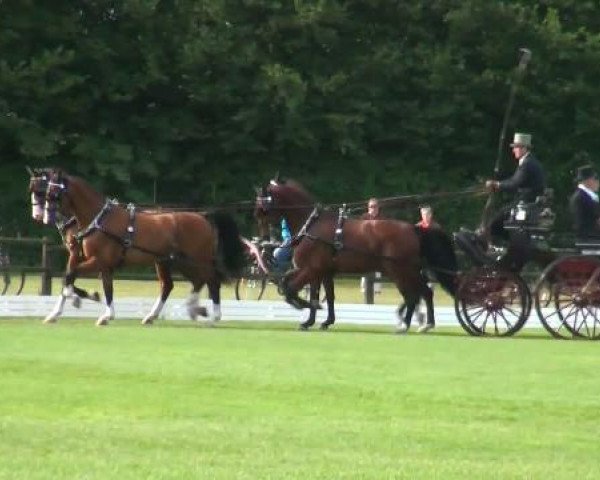 jumper Uniek (KWPN (Royal Dutch Sporthorse), 2001)