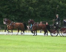 Springpferd Uniek (KWPN (Niederländisches Warmblut), 2001)