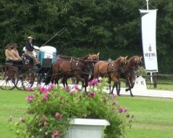 Pferd Quebec Sautreuil (FR) (Französischer Traber, 2004, von Orfeu Negro (FR))