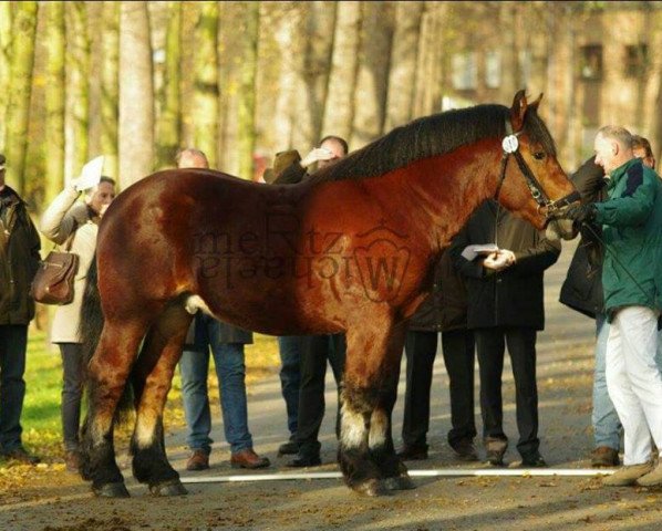 stallion Freddy (Rhenish-German Cold-Blood, 2012, from Flemming)