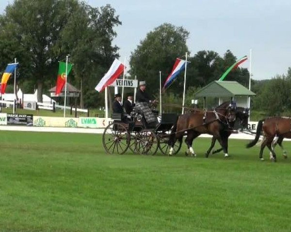 horse Marco du Ried (French Trotter, 2000, from Ustang de Mai (FR))