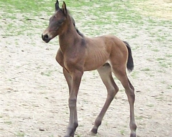 Deckhengst Casimir (Zweibrücker, 2011, von Cassian)