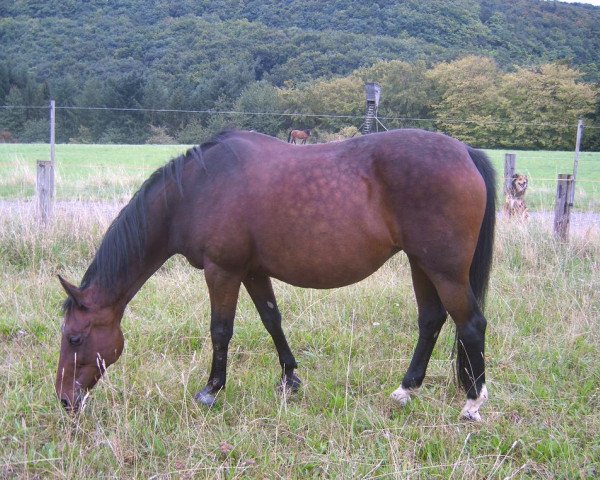 broodmare Larissa (Zweibrücken, 1986, from Rebell)