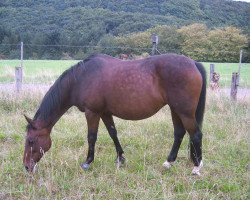 Pferd Larissa (Zweibrücker, 1986, von Rebell)