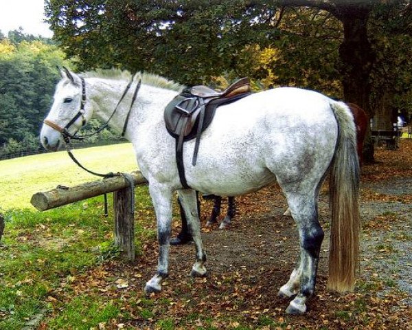 broodmare Racine (Zweibrücken, 1999, from Rekord GL)