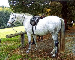 Pferd Racine (Zweibrücker, 1999, von Rekord GL)