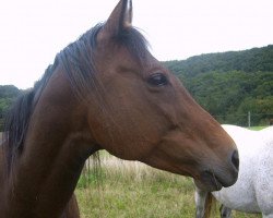 broodmare Scarlett (Zweibrücken, 1995, from Schampus xx)