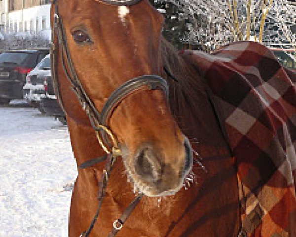 dressage horse Silvaro (Pinto / Small Riding Horse, 1999, from Samenco I B)