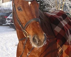 dressage horse Silvaro (Pinto / Small Riding Horse, 1999, from Samenco I B)