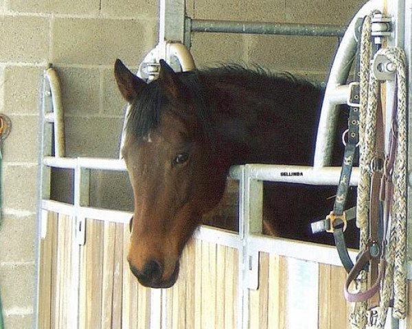 broodmare Sellinda (Zweibrücken, 1994, from Schampus xx)