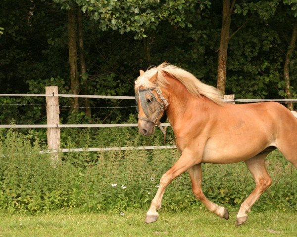 Pferd Adiamo B (Haflinger, 2008, von Avantgarde (0,19% ox))