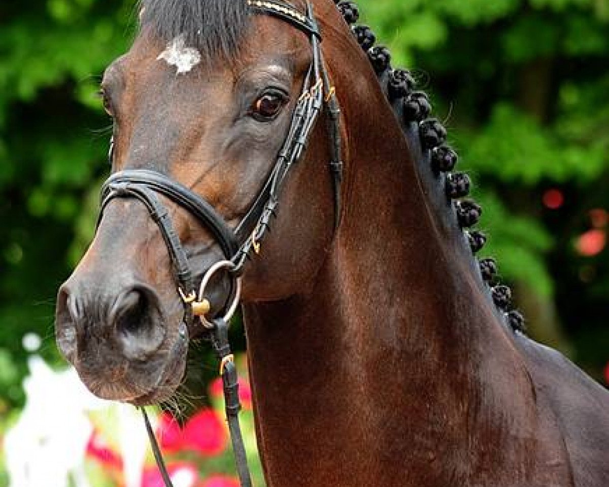 stallion Claudino (Holsteiner, 1991, from Cor de la Bryère)