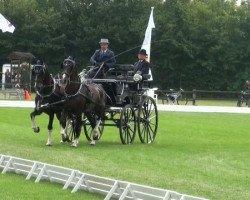 Pferd Wouter van 't Oosterzand (KWPN (Niederländisches Warmblut), 2003, von Patijn)