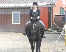 jumper Penny Lain (German Warmblood, 1996, from Lissy's Ludwig)