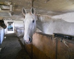 dressage horse Firena xx (Thoroughbred, 1997, from Lord)