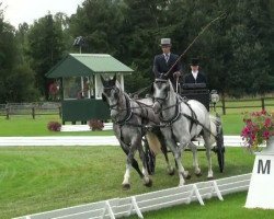 horse Zakerno (KWPN (Royal Dutch Sporthorse), 2004, from Saffraan)