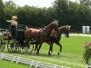 dressage horse Single Malt (Oldenburg, 2007, from San Remo)