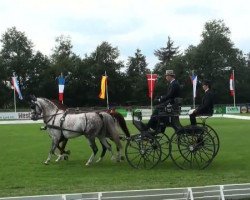 Pferd Vincent (KWPN (Niederländisches Warmblut), 2002, von Obelisk)