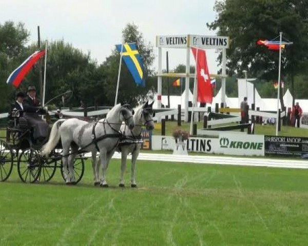 horse Pluto Trofetta X-3 (Lipizzaner, 1997, from Pluto Batosta II-4)