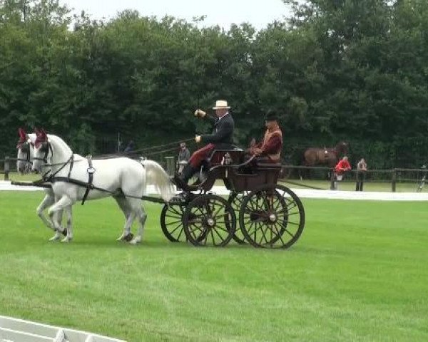 horse Conversano Olga I (Lipizzaner, 1991, from Conversano Brentna I)