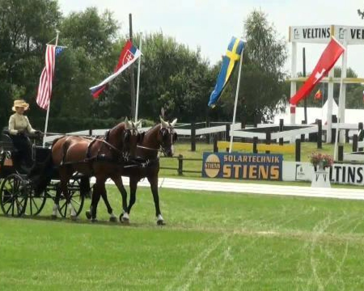 jumper Tyfoon (KWPN (Royal Dutch Sporthorse), 2000, from Kroongraaf)
