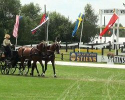 Springpferd Tyfoon (KWPN (Niederländisches Warmblut), 2000, von Kroongraaf)