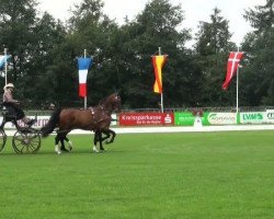 horse Variant 11 (KWPN (Royal Dutch Sporthorse), 2002, from Manno)